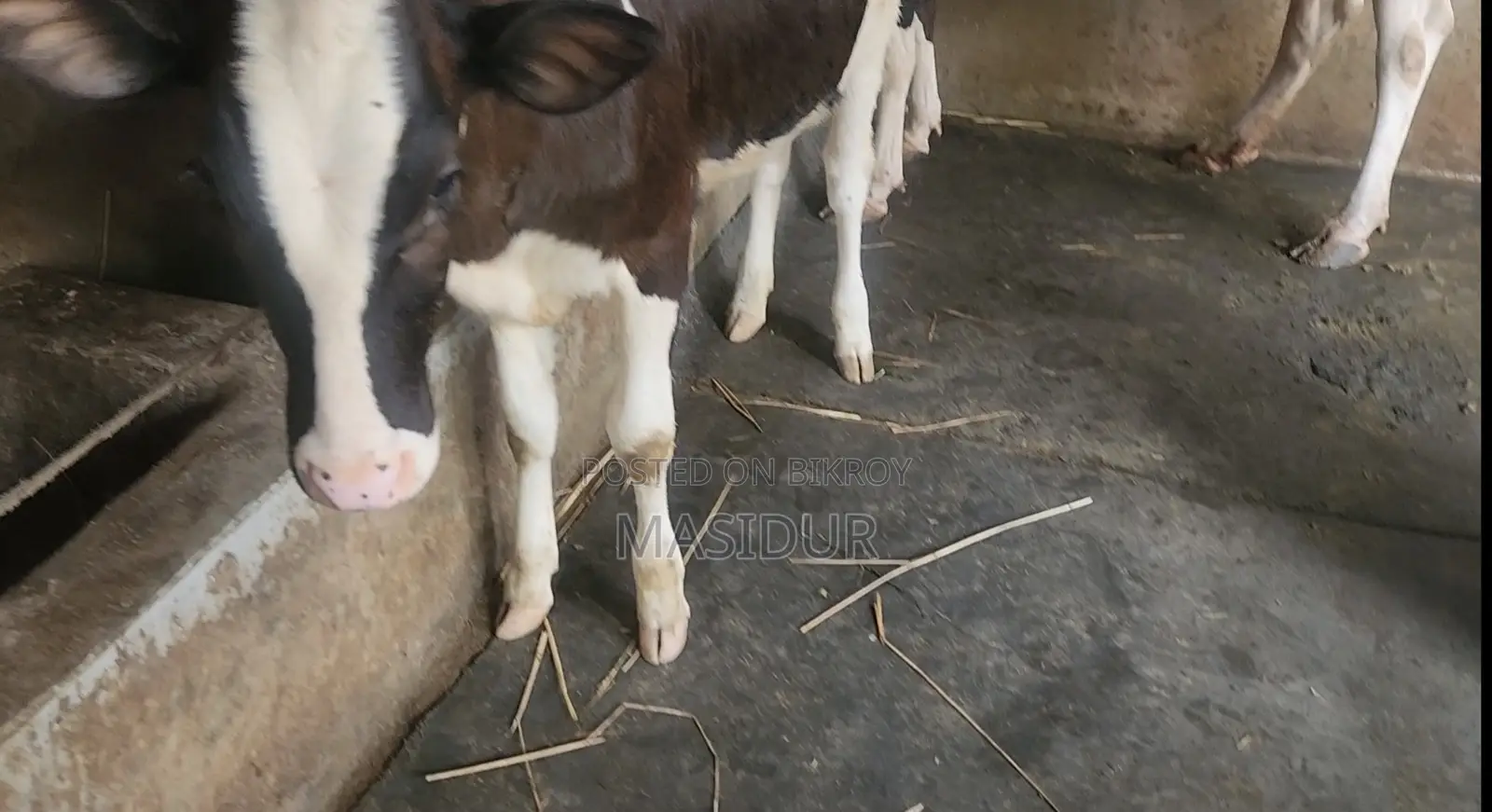 High-Quality Australian Female Calf for Sale