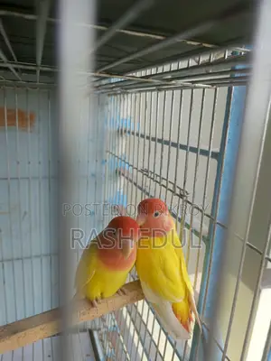 Red Hed Lutino Adult Pair