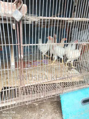 Brahma Rooster and Hen