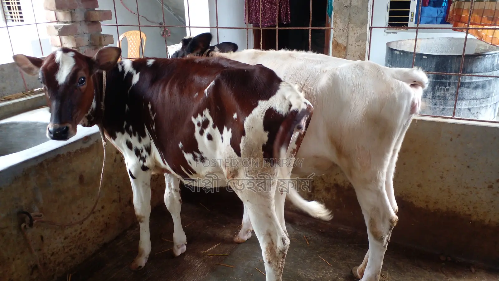 ১১৭৪ নং ২ টি বকনা বাছুর বিক্রয় হবে ।