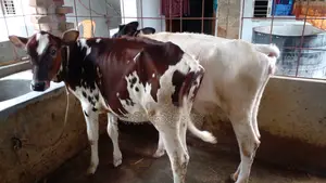 ১১৭৪ নং ২ টি বকনা বাছুর বিক্রয় হবে ।