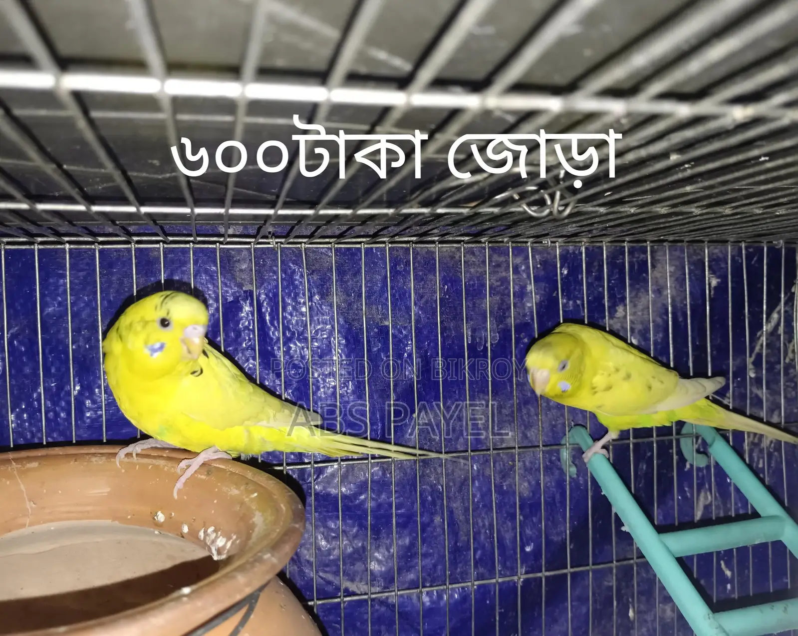 সেল করবো