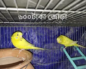 সেল করবো