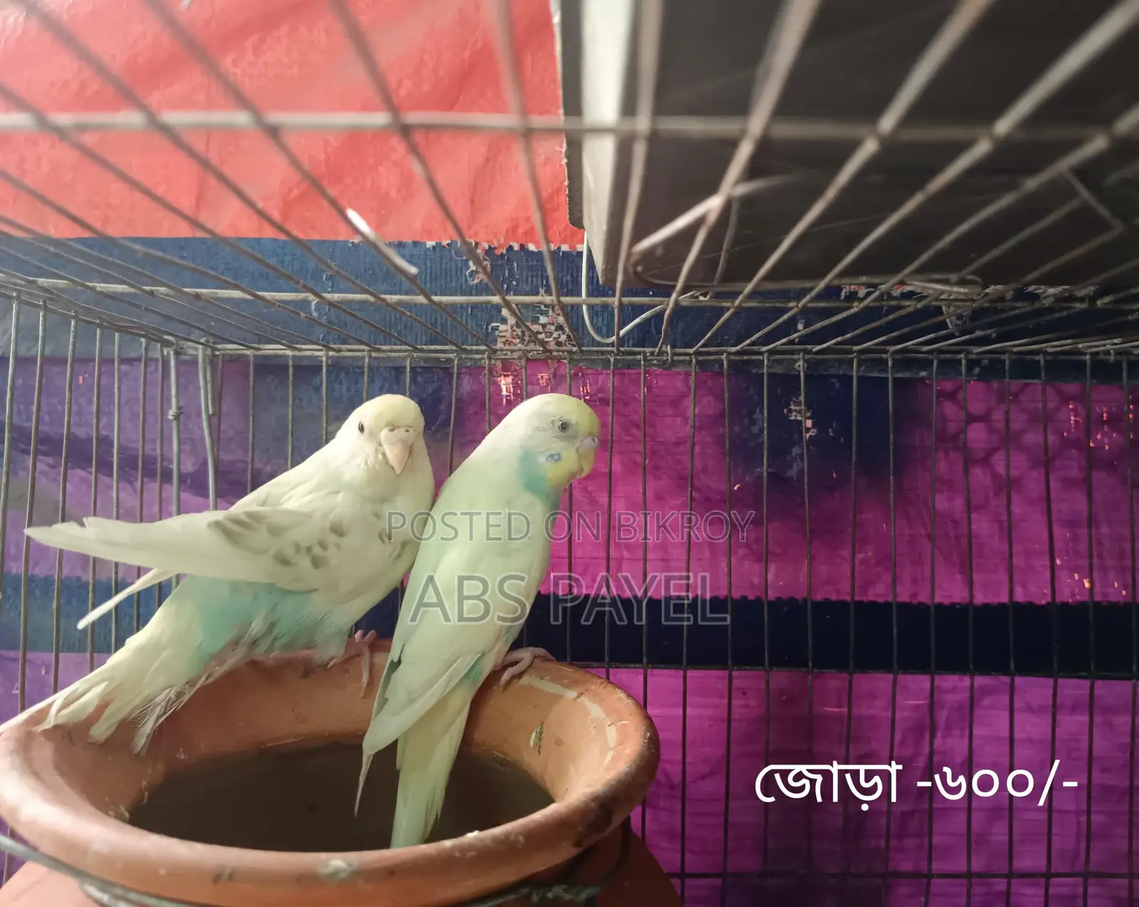সেল করবো