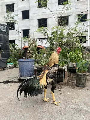 হাসলি মোরগ