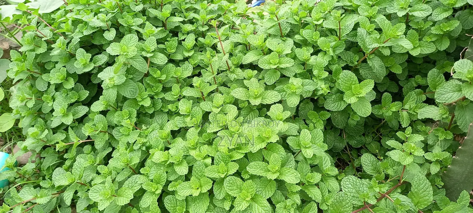 Mint Leaves