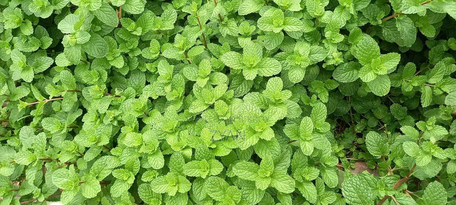 Mint Leaves