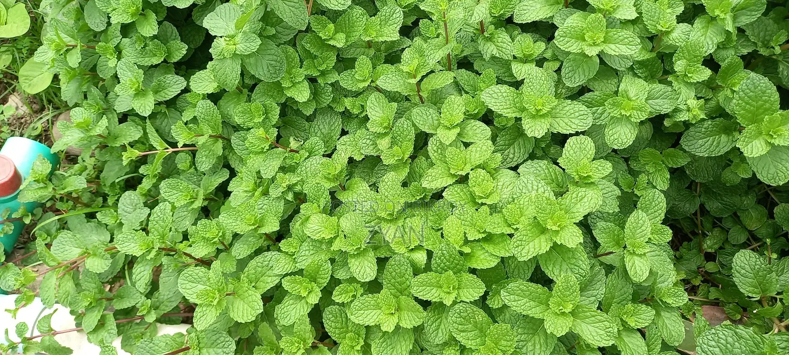 Mint Leaves