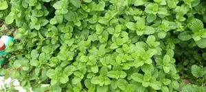 Mint Leaves