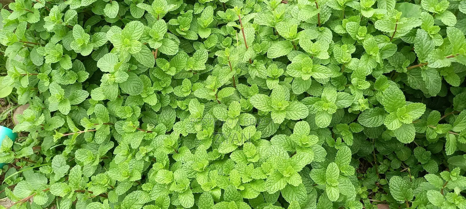 Mint Leaves