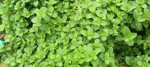 Mint Leaves