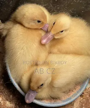 Ducklings