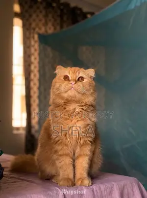 Brown Female Persian Cat