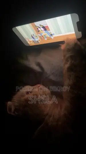 Brown Female Persian Cat