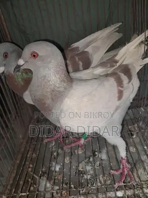 কবুতর বিক্রয়