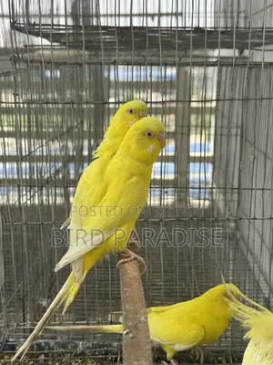 Lutino Running Pair