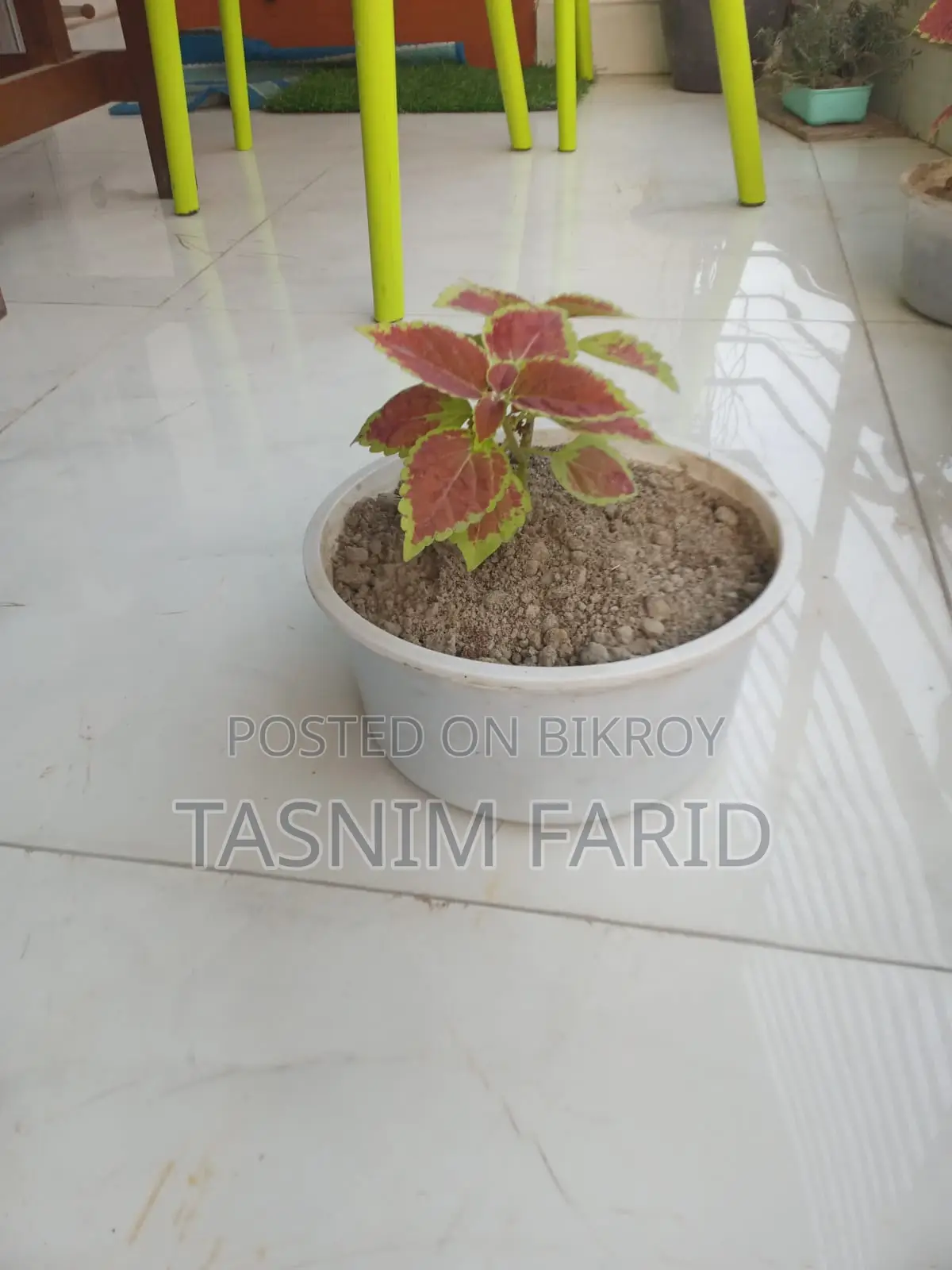 Beautiful Trees for Sale (Similar Tree)