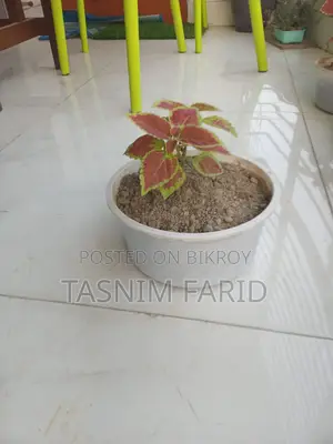 Beautiful Trees for Sale (Similar Tree)