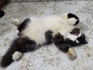 Persian Adult Male Cat