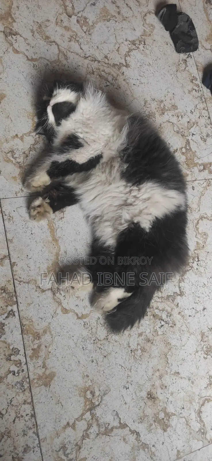 Persian Adult Male Cat