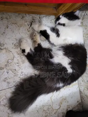 Persian Adult Male Cat