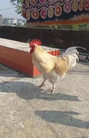 Brown Leghorn