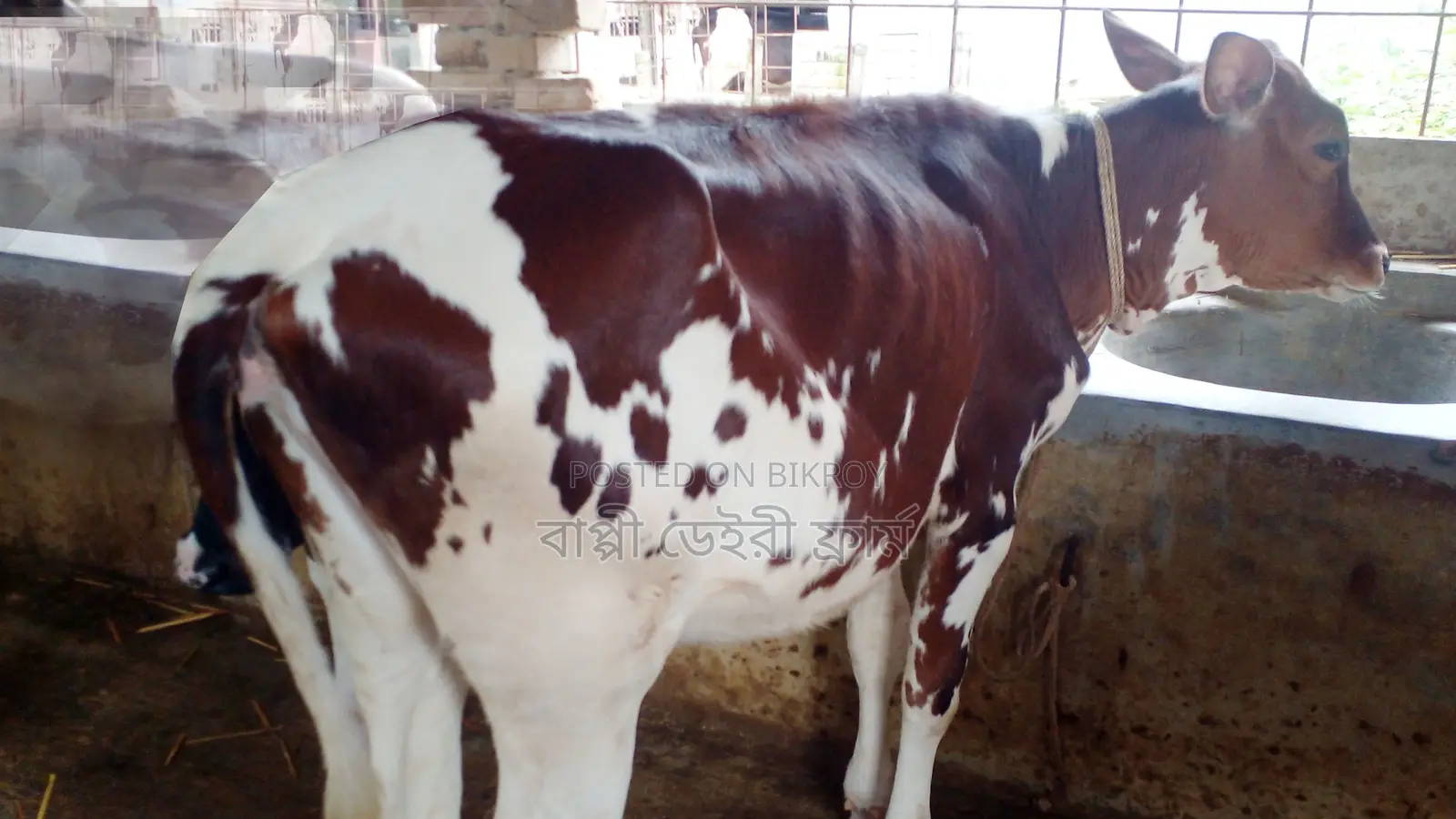 Buy this high-quality heifer #1144 with confidence.
