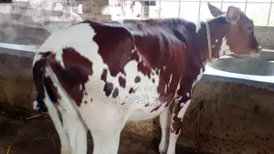 Buy this high-quality heifer #1144 with confidence.