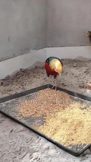 Golden Pheasant