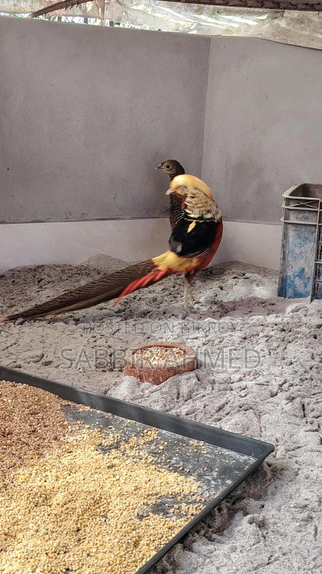 Golden Pheasant