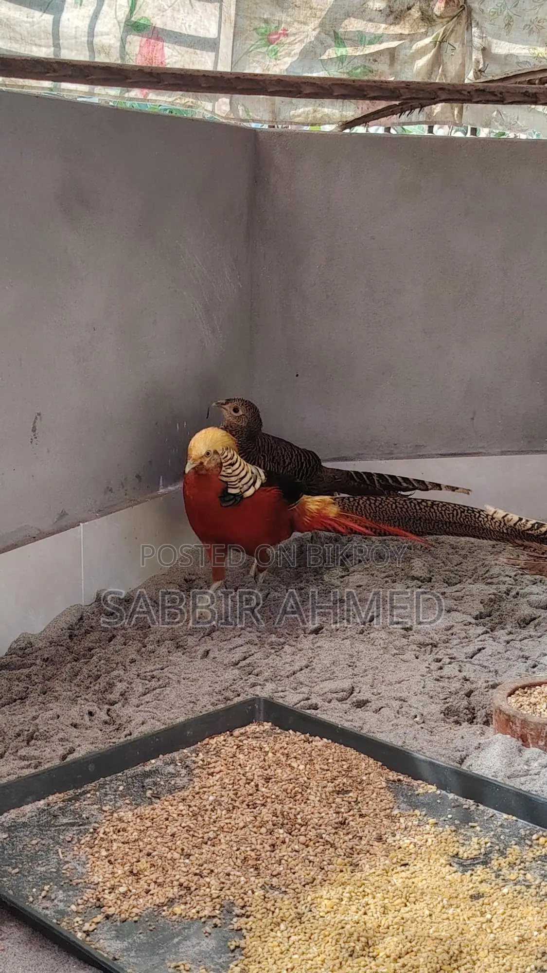 Golden Pheasant