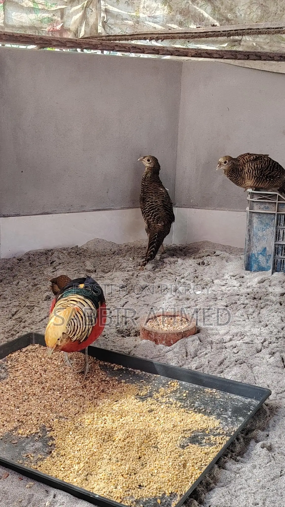Golden Pheasant