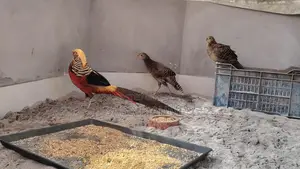 Golden Pheasant