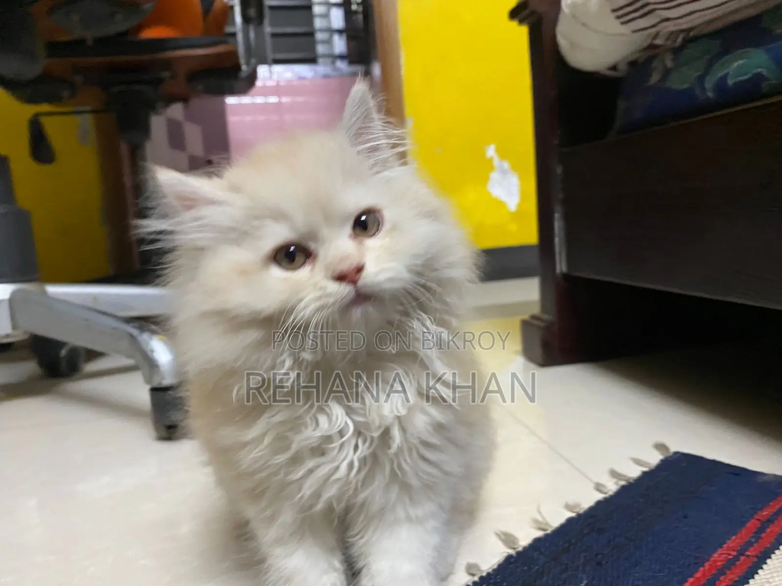 Persian Kitten