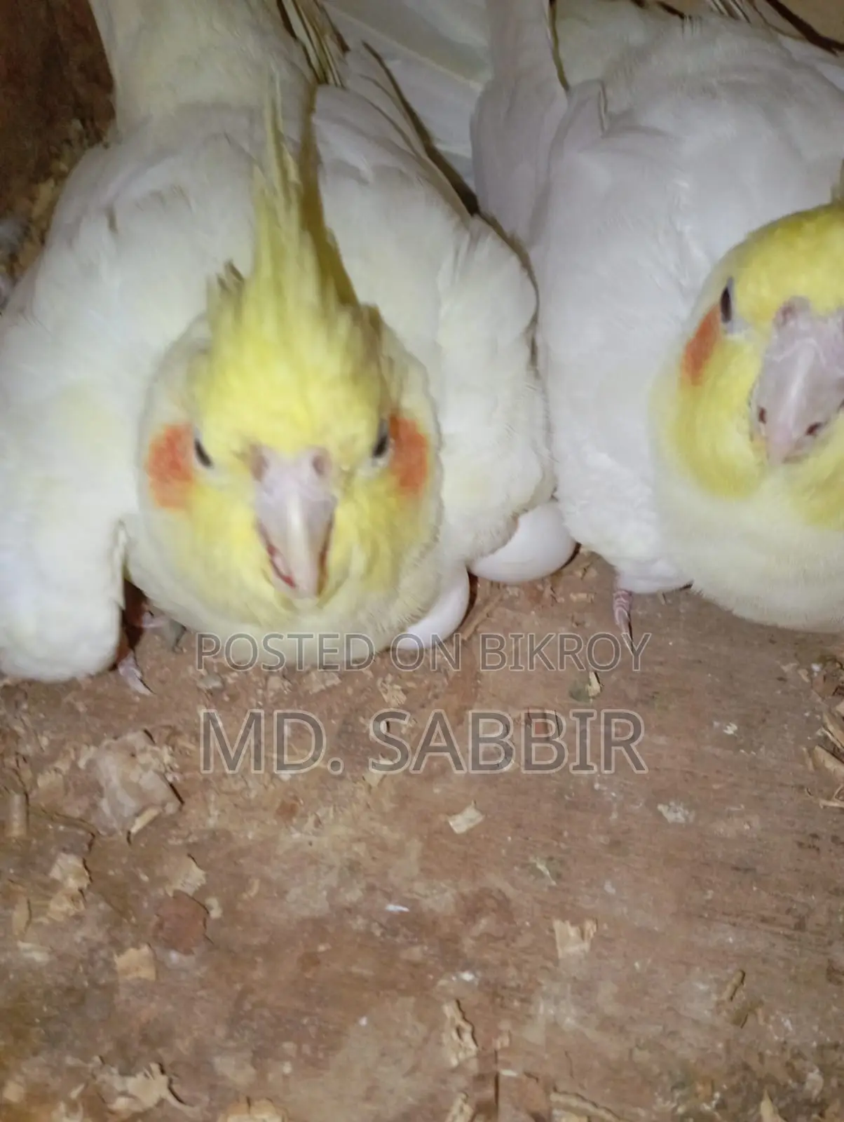 Cockatiel Pakhi