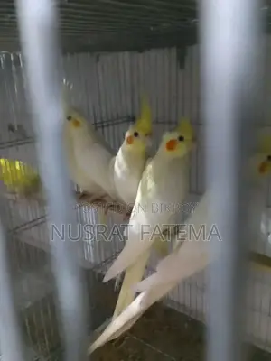 Lutino Kokatel Red Eye Self Feed Baby Per Pair