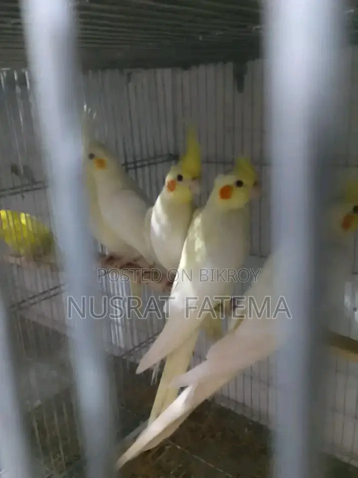Lutino Kokatel Red Eye Self Feed Baby Per Pair