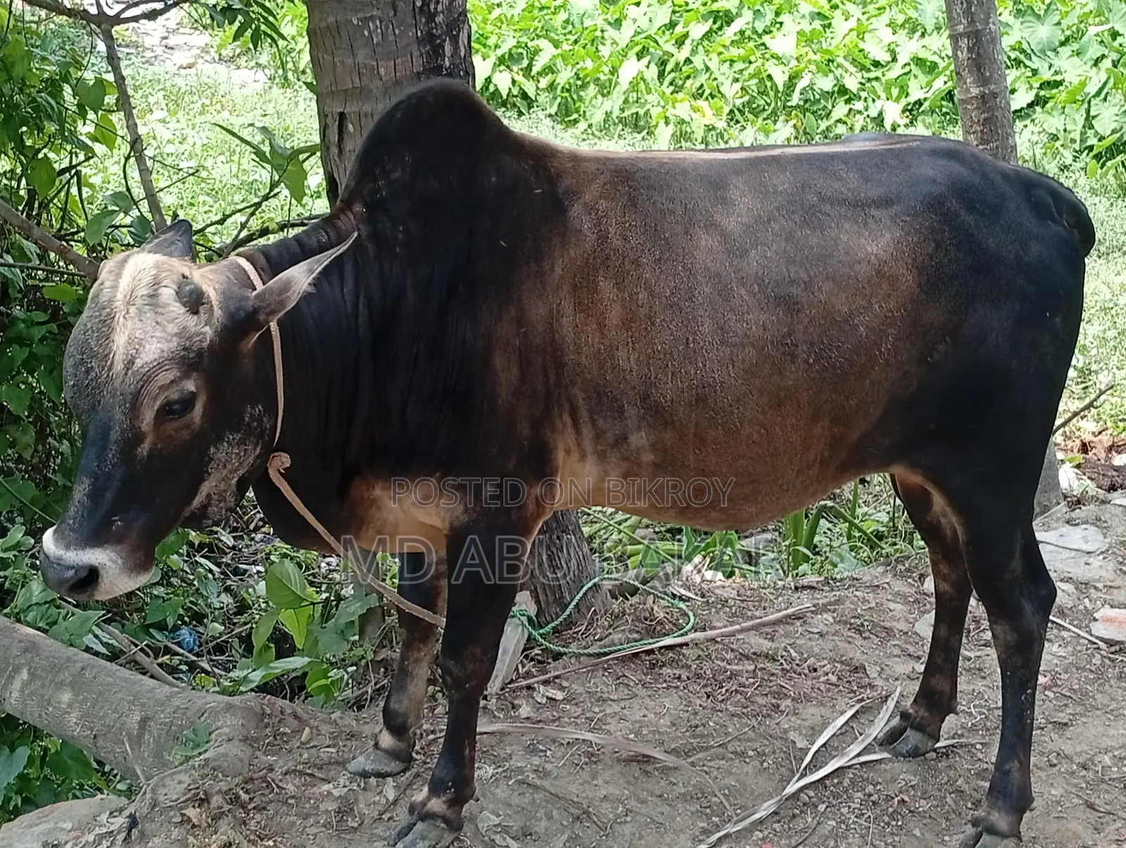ষাড় গরু