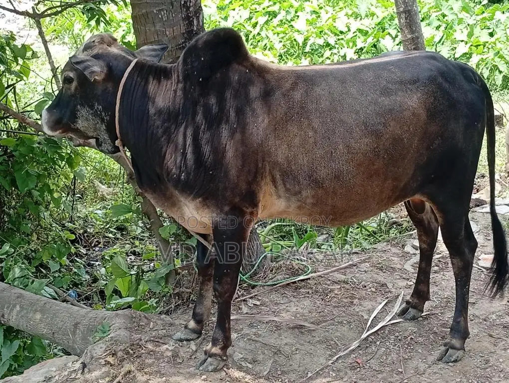 ষাড় গরু