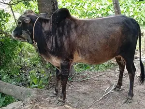 ষাড় গরু