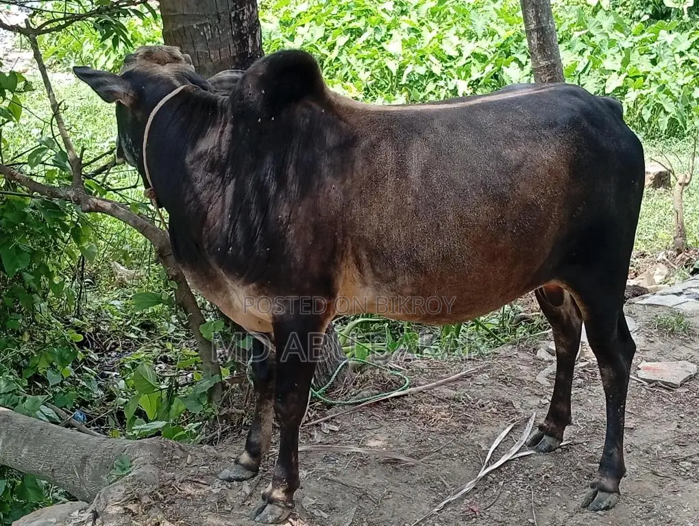 ষাড় গরু