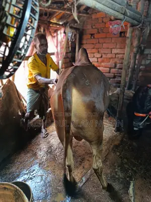 Cattle for Sale