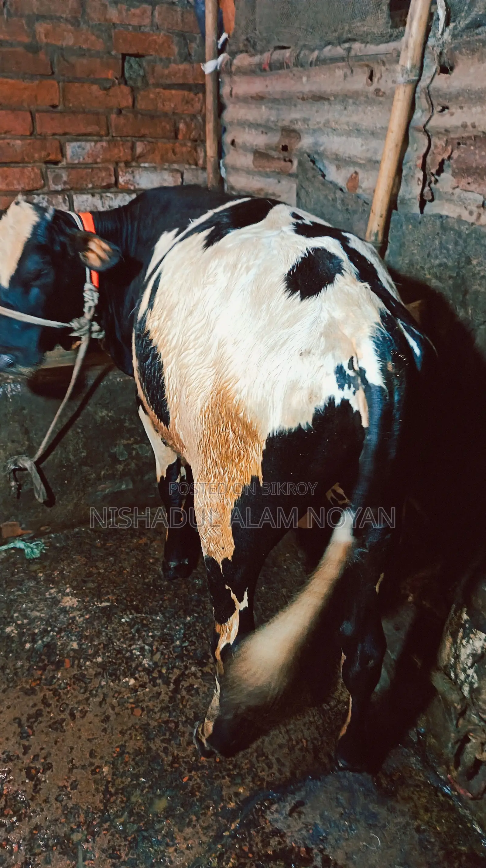 Cattle for Sale
