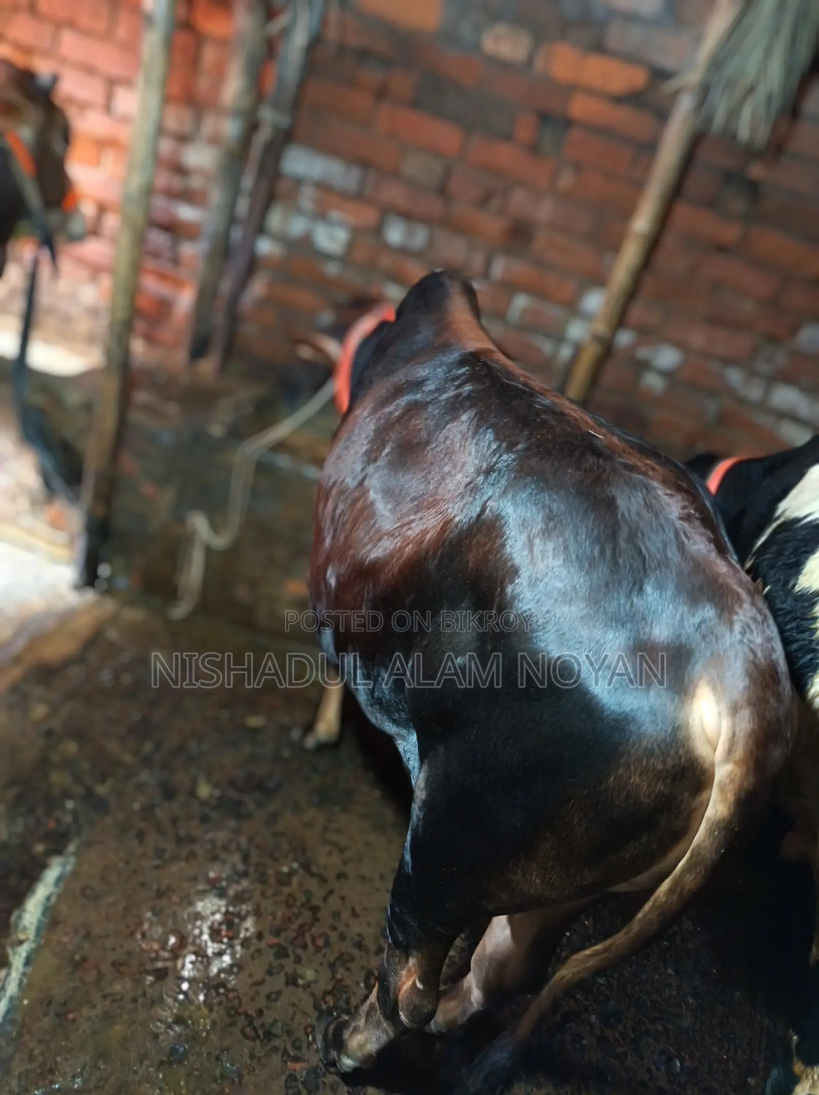 Cattle for Sale