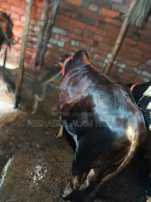 Cattle for Sale