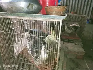 Ducks for Sale