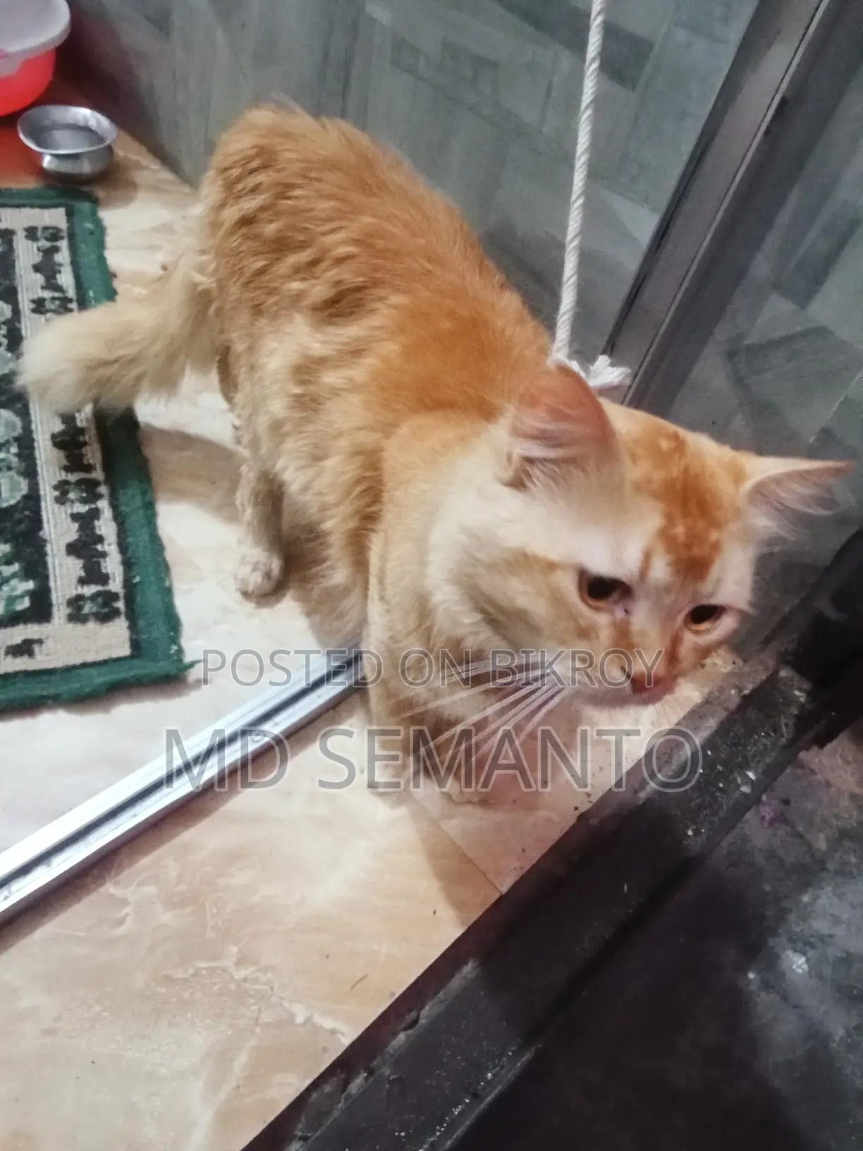 বিরাল আমি বিক্রি করতে চাই