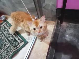বিরাল আমি বিক্রি করতে চাই