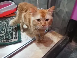 বিরাল আমি বিক্রি করতে চাই