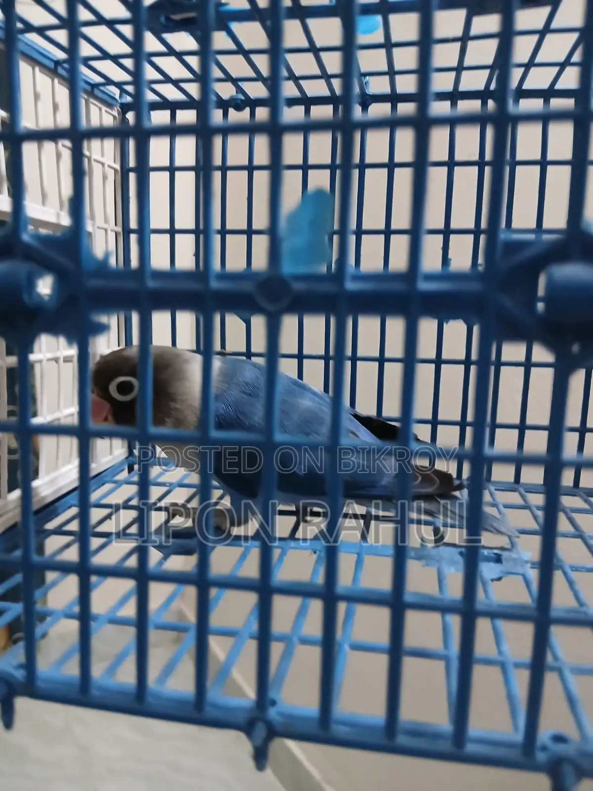 Love Birds Sale